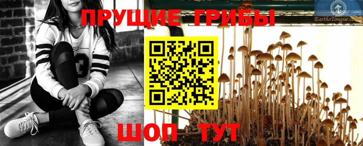 Галлюциногенные грибы Psilocybine cubensis Красноуфимск